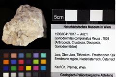 Foto (Objket + Etiketten) von Goniodromites complanatus (Reuss, 1858) 